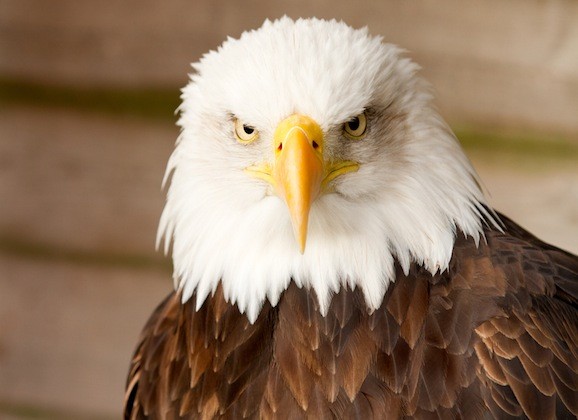 Bald Eagle information from the Tennessee Wildlife 