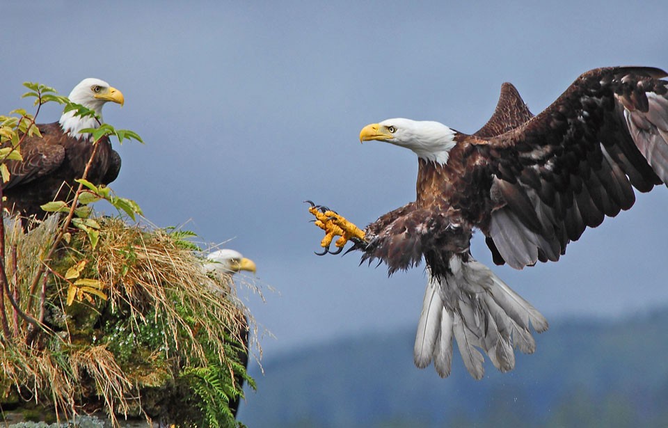 Eagle Facts  20 Interesting Information You Should Know - 90