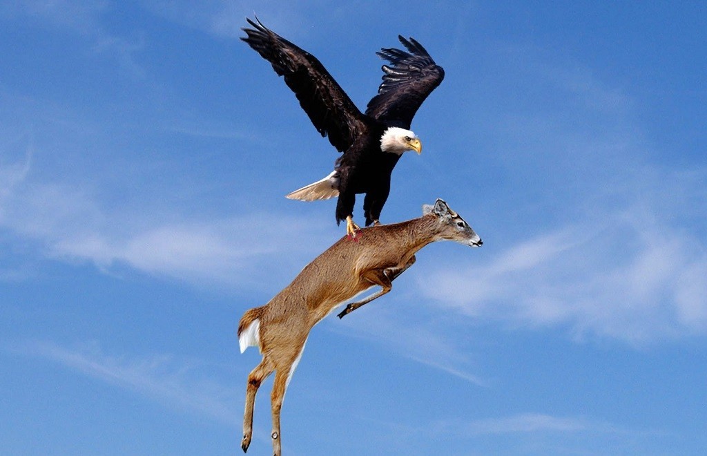 golden eagle attacks child