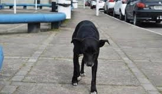 dog2