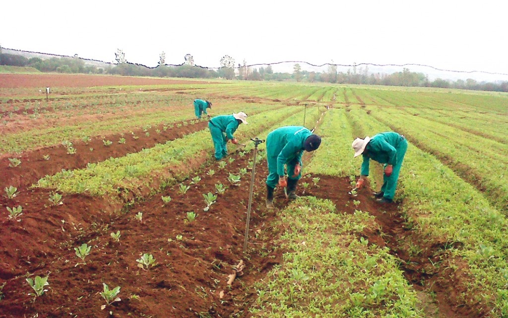 Jobs under Planting for Food and Jobs increase to 900,000 - Agric Minister